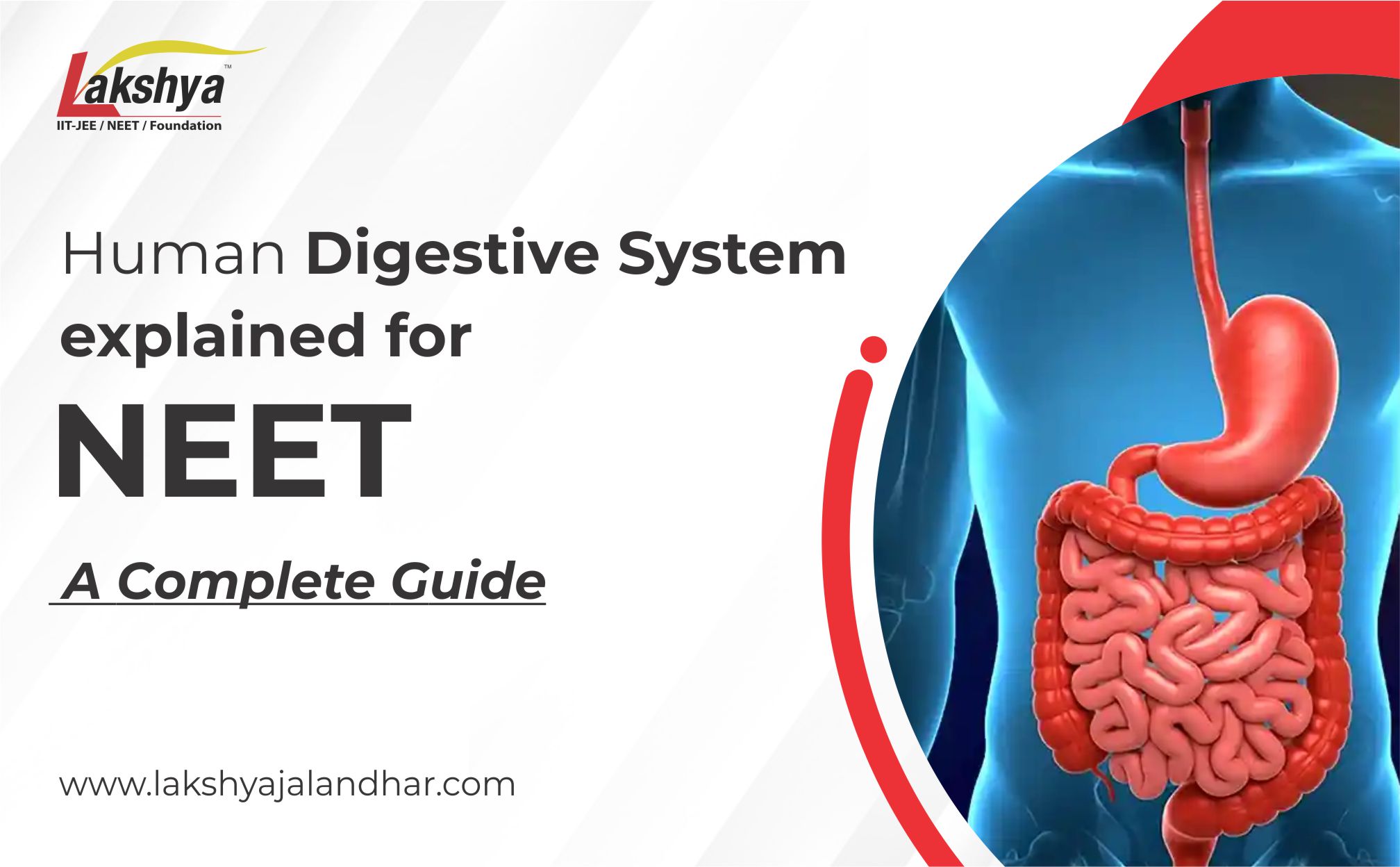 Human Digestive System in Neet